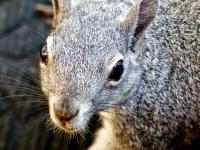 Closeup Squirrel Face