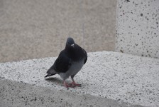 Cocky Pigeon