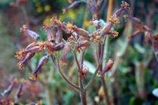 Cotyledon Past Flowering