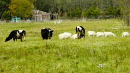 Cows And Goats In The Meadow