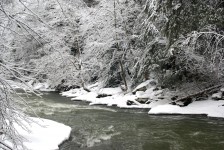 Creek In Snow Woods