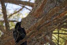 Crow In Tree