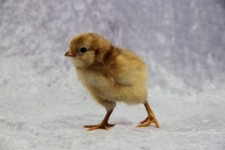 Cute Fluffy Chick