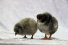 Cute Fluffy Chicks