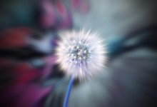 Dandelion Zoom Blur