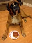 Dog With Donut