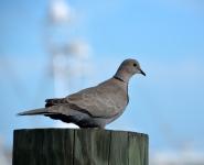 Dove On Piling