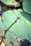 Dragonfly On Lotus Flower Bulb