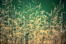 Dry Yellow Grass