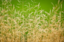 Dry Yellow Grass