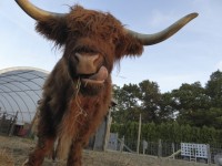 Face Of Highland Cow