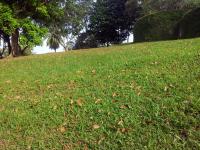 Fallen Leaves And The Green Grass
