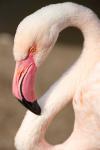 Flamingo Head