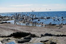 Flock Of Seagulls