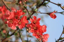 Flowering Tree, Red