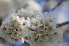 Flowering Tree, White