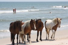 Four Wild Ponies On The Beach