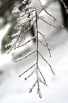 Frozen Icy Twigs