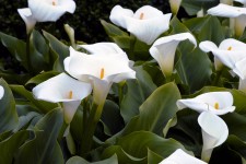 Garden Of White Lilies