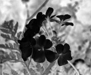 Geranium Flower Invert