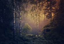 Gloomy Forest Background