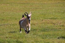 Goat Running