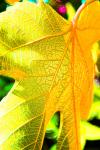 Golden Fig Leaf