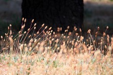 Grass Tufts And Tree Trunk
