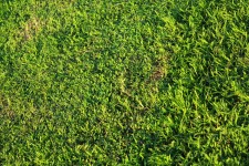 Green Grass Background 2