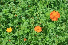 Green Patch With Yellow Cosmos