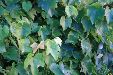 Green Vine Leaf Background