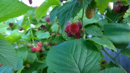 Grown Your Own Raspberries