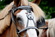 Horse And Bridle