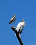 Ibis And Wood Stork Birds
