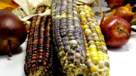 Indian Corn Background