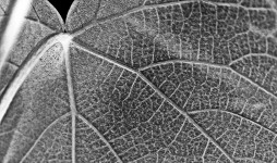 Invert Textured Grape Leaf