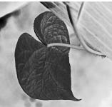 Inverted Leaf Black And White