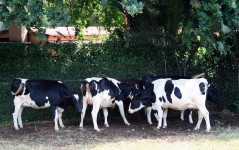 Irene Dairy Farm Cows