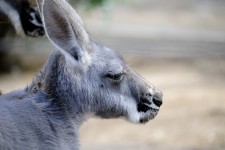 Kangaroo Profile
