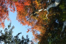 Kyoto Autumn Colors