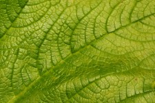 Leaf Detail