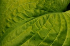 Leaf Detail