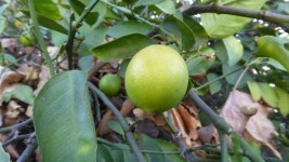 Lemon On Tree Branch