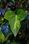 Light Green Ivy Leaf