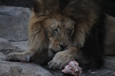 Lion Licking Paw