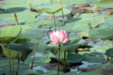 Lotus Flower In Blossom