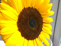 Macro Close-up Of Sunflower