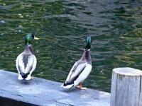 Mallard Duck Friends