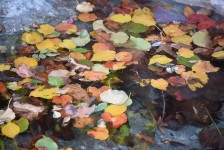 Multicolored Leaves Floating
