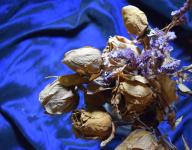 Old Dried Roses On Blue